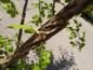 Preview: Korkalm, Ulmus minor Suberosa