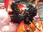 Preview: Schwarzblaue Früchte des Amerikanischen Schneeballs