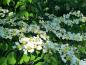 Preview: Japansk Snöbollsbuske, Japanskt olvon, Viburnum plicatum Mariesii