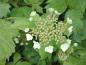 Preview: Hübsche, weiße, tellerförmige Blüten im Mai - Gewöhnlicher Schneeball
