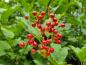 Preview: Heranreifende Beeren des Gemeinen Schneeballs