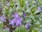 Preview: Reiche blaue Blüte im April - das Großblättrige Immergrün
