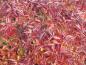 Preview: Wunderschöne, leuchtend rote Herbstfärbung der Weigelie Wings of Fire