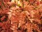 Preview: Buntes Herbstlaub des Szechuan-Pfeffers