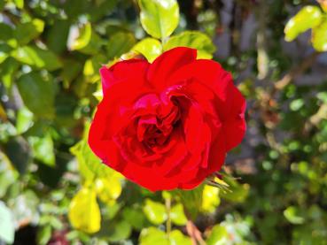 Rosa Sympathie