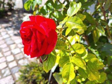 Rosa Sympathie