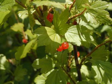 Alpen-Johannisbeere - Ribes alpinum