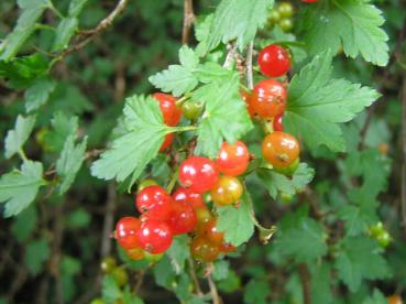 Die Frucht der Alpenjohannisbeere ist meist Anfang August reif