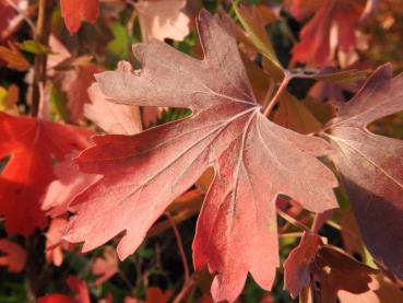 Leuchtend Rot - die Goldjohannisbeere im Herbst