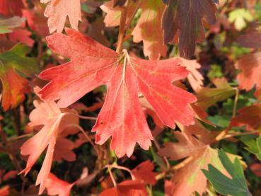 Rotes Herbstlaub der Goldjohannisbeere