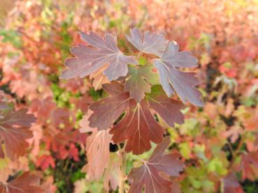 Goldjohannisbeere im bunten Herbstkleid