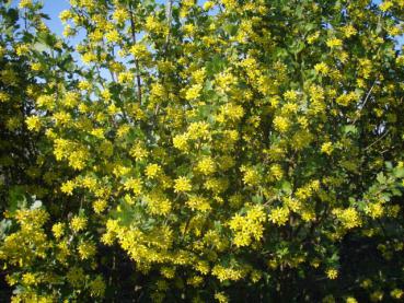 Überreiche Blüte bei Ribes aureum