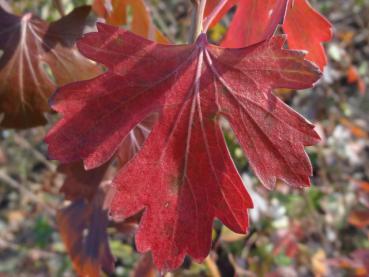 Rotes Herbstlaub der Goldjohannisbeere