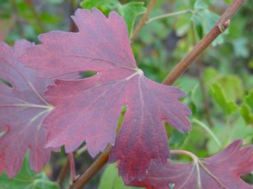 Bunte Herbstfärbung: Ribes aureum