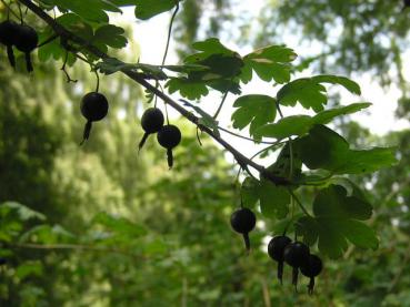 Spärrkrusbär - Ribes divaricatum