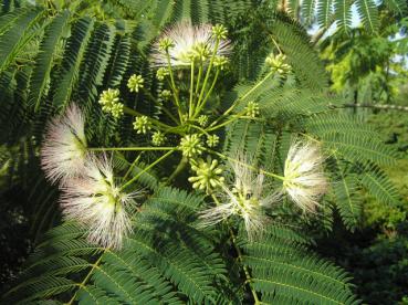 Seidenbaum, Schlafbaum - Albizia julibrissin