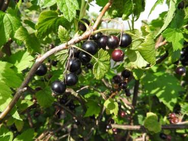 Ribes nigrum - Schwarze Johannisbeere