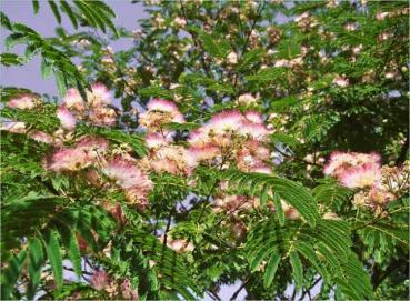 Albizia julibrissin Ombrella - Seidenbaum, Schlafbaum Ombrella