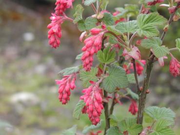 Blut-Johannisbeere - Ribes sanguineum Atrorubens