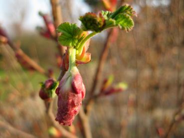 Die Blutjohannisbeere treibt im frühen Frühjahr aus und blüht im April bis Mai.