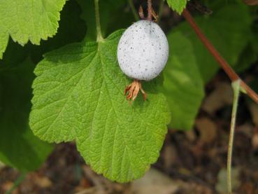 Schöner Kontrast bei der Blutjohannisbeere: Hellblaue Frucht auf grünem Blatt