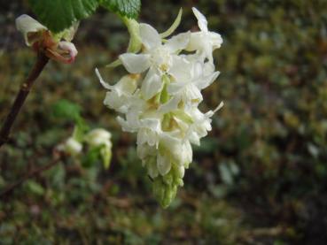 Ribes sanguineum Tydemans White - Weiße Blut-Johannisbeere