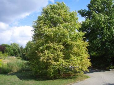 Alnus incana Aurea