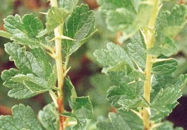 Ribes uva-crispa - Wilde Stachelbeere