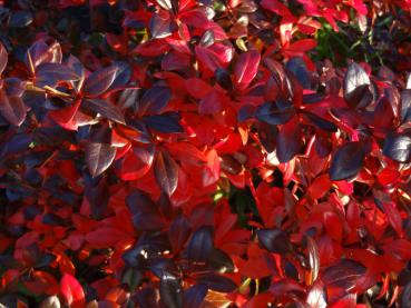 Das Laub von Berberis media Red Jewel färbt sich im Winter prächtig rot
