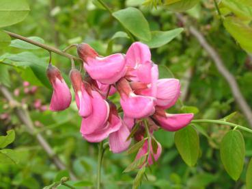 Rosablommande Robinia Casque Rouge - Robinia pseudoacacia Casque Rouge