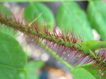 Rosenrobinia - Robinia hispida Macrophylla