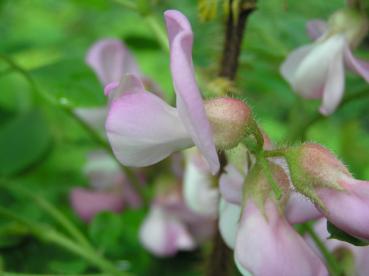 Die Borstenrobinie blüht pink.