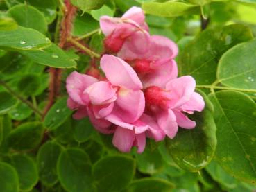 Robinia hispida Macrophylla -  pupurfarbene Blüten im Juni