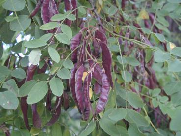 Robinia pseudoacacia