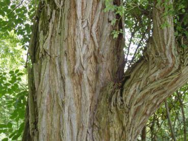 Typische Borke bei Robinia pseudoacacia