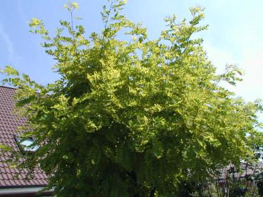 Gold-Robinie, Gold-Scheinakazie - Robinia pseudoacacia Frisia