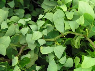 Robinia pseudoacacia Tortuosa - Korkenzieher-Robinie