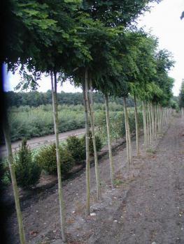 Kugelrobinie - Robinia pseudoacacia Umbraculifera