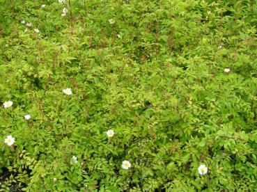 Rosa arvensis - Kriechrose