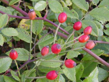 Herbstlicher Fruchtschmuck bei Rosa arvensis