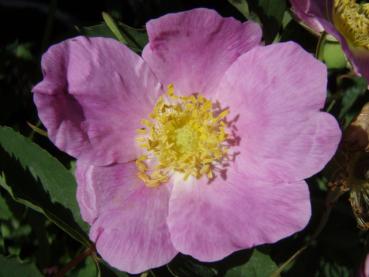 Die Eschenblättrige Rose in Blüte