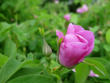 Die ersten Blüten der Eschenrose erblühen im Mai