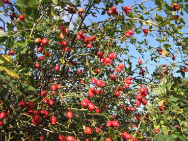 Schön und wichtig für die Natur: rote Hagebutten der Hundsrose