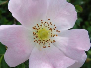 Nahaufnahme der zartrosa Blüte der Rosa canina