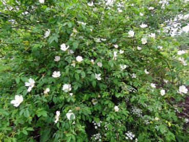 Große einzelne rosa Blüten schmücken die Rosa canina