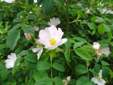 Im Sommer zeigt sich die rosa Blüte der Hundsrose (Rosa canina)