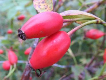 Die roten essbaren Hagebutten der Rosa canina