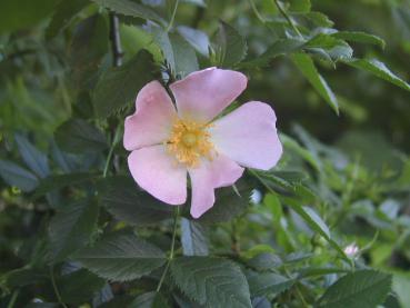 Hundsrose - duftende, rosa Blüte