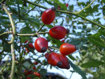 Die essbaren Hundsrosen können zu Marmelade eingekocht werden.