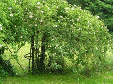 Toller Wuchs und überreiche Blüte bei Rosa canina